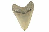 Fossil Megalodon Tooth - North Carolina #275533-2